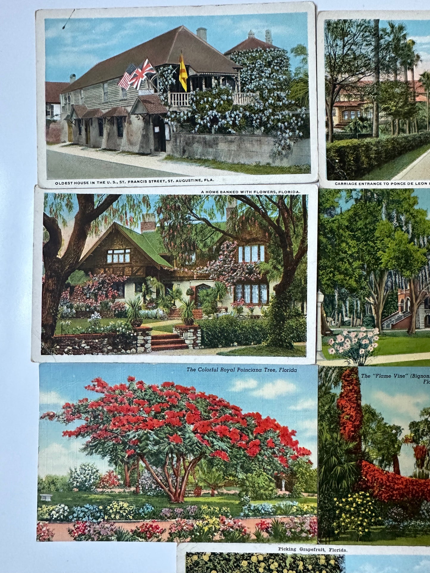 Vintage Florida postcards - flowers