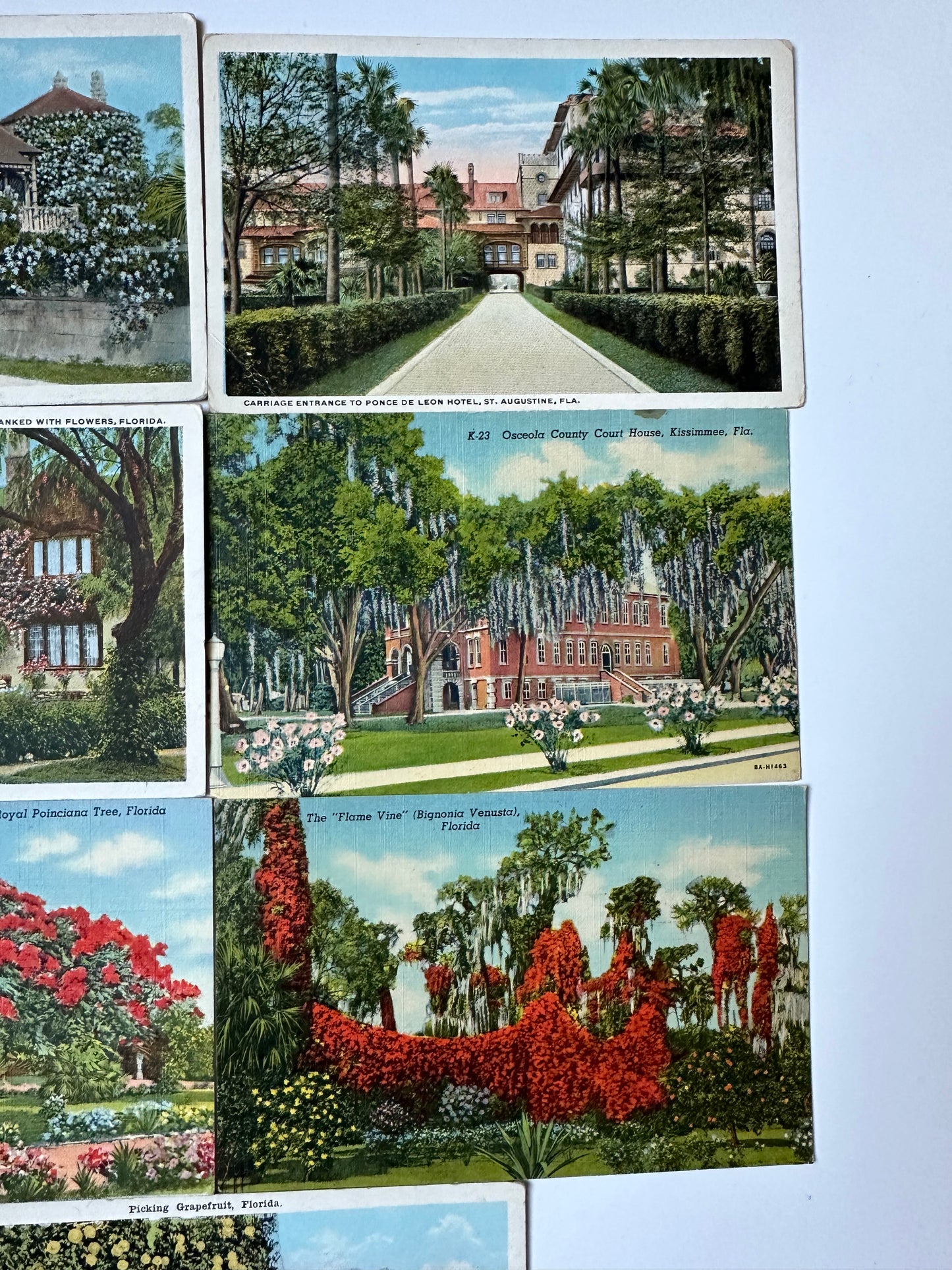 Vintage Florida postcards - flowers