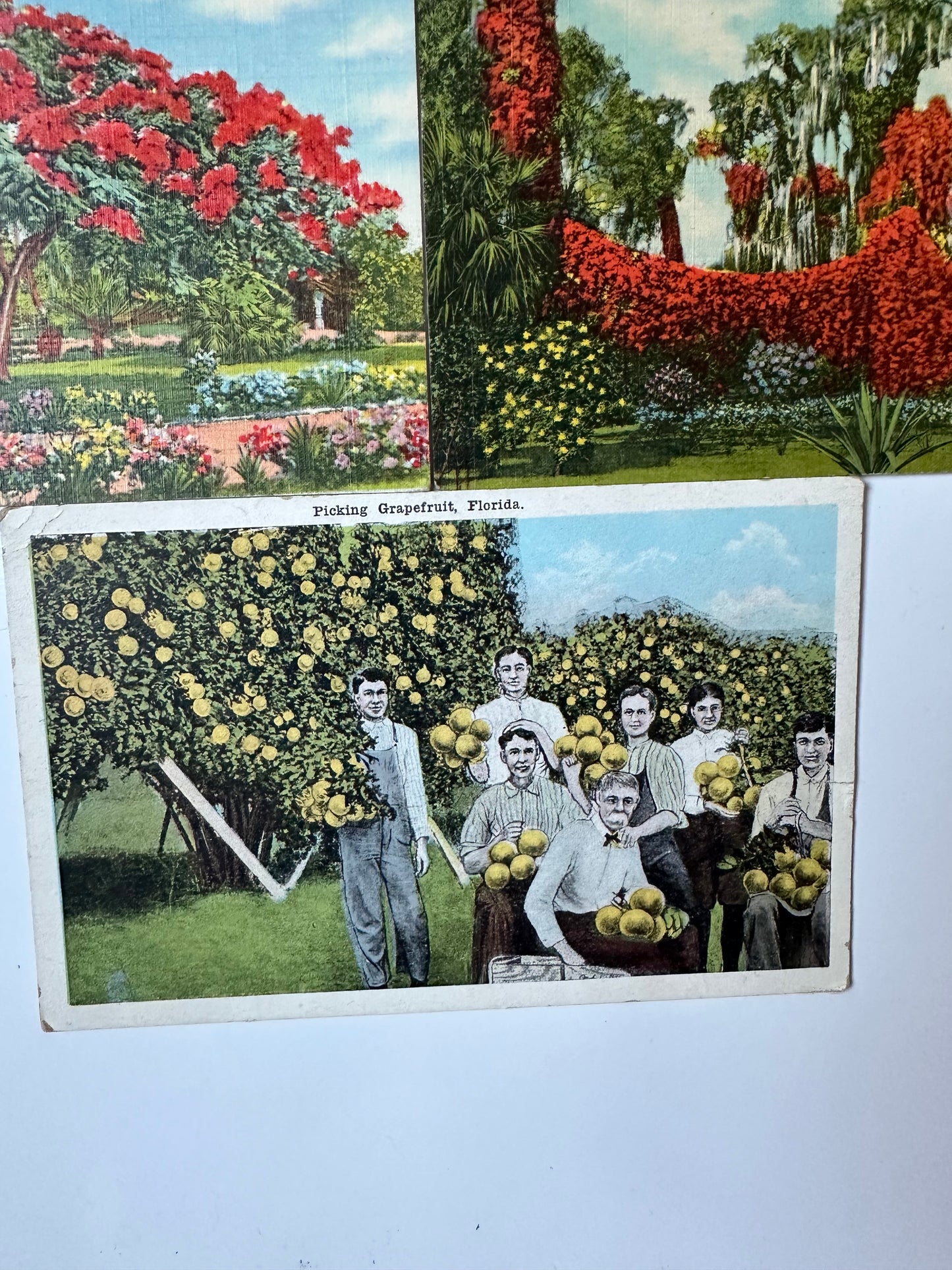 Vintage Florida postcards - flowers