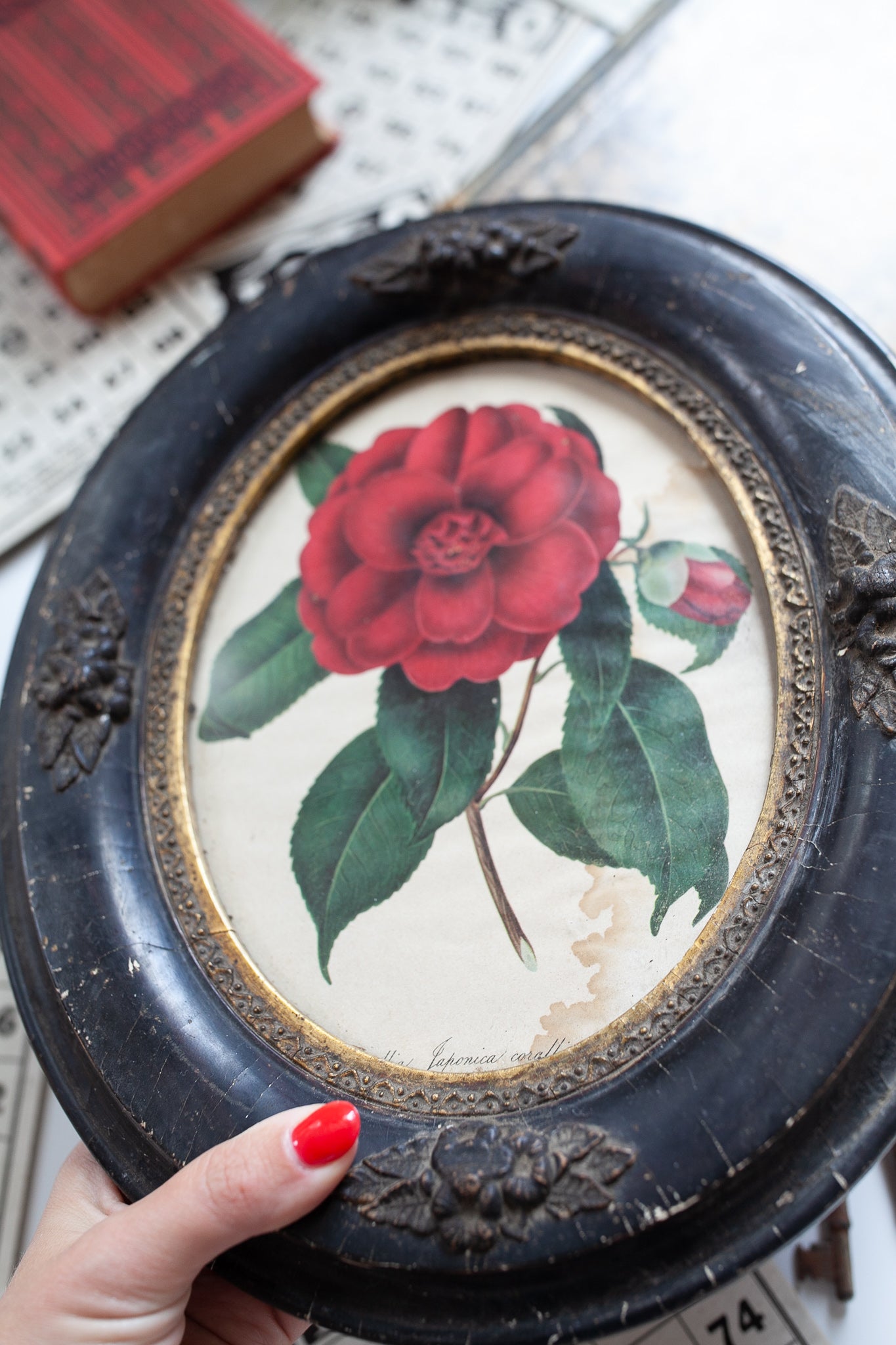 Antique Framed Rose Print