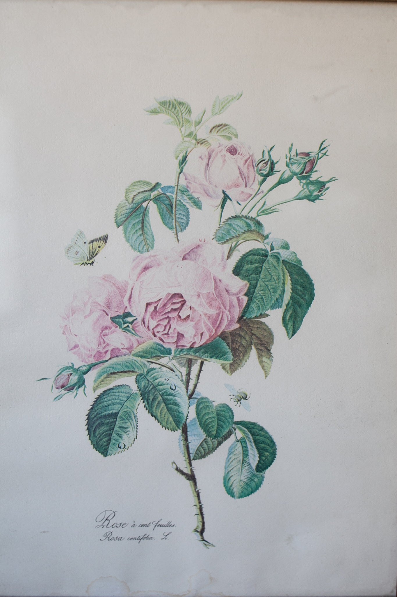 Pink Rose Floral - Floral Framed- Vintage Floral