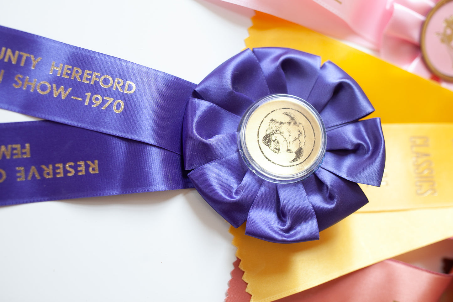 Vintage Prize Ribbon- Cow Ribbon - Purple Ribbon