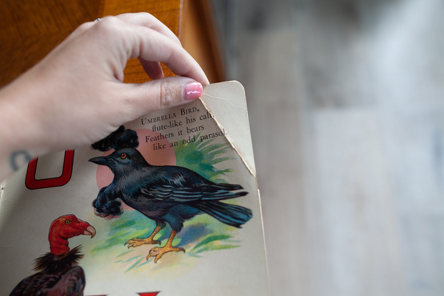 ABC Book of Birds - Bird Book -Vintage Bird Book