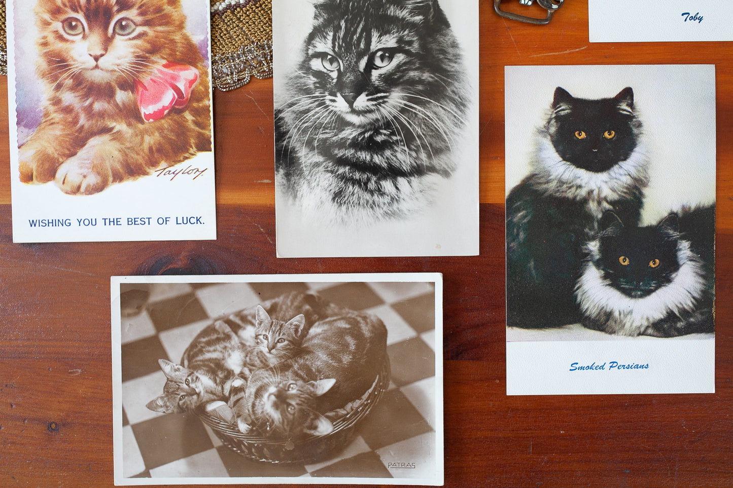 Antique Postcard- Postcards- Ephemera- Cat Portraits